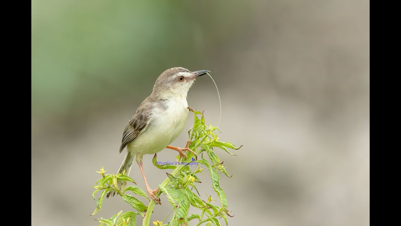 Plain Prinia:#birds #wildlife #nature #wildlifephotography #birdphotography #birdwatching #lanscape