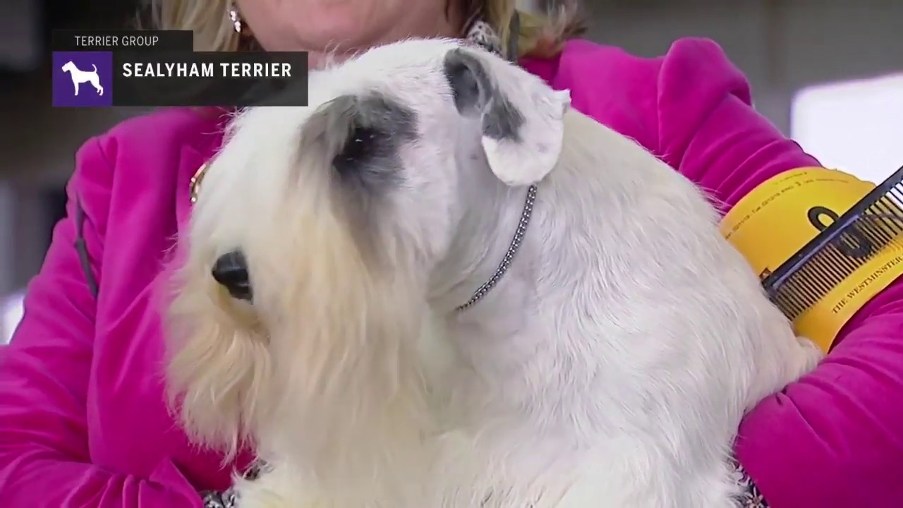 Sealyham Terriers | Breed Judging 2019