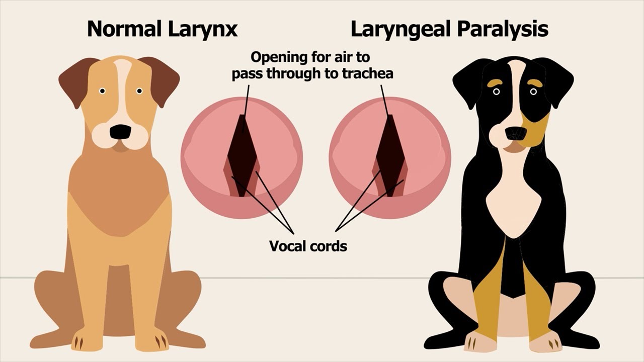 Dog Laryngeal Paralysis Educational Video