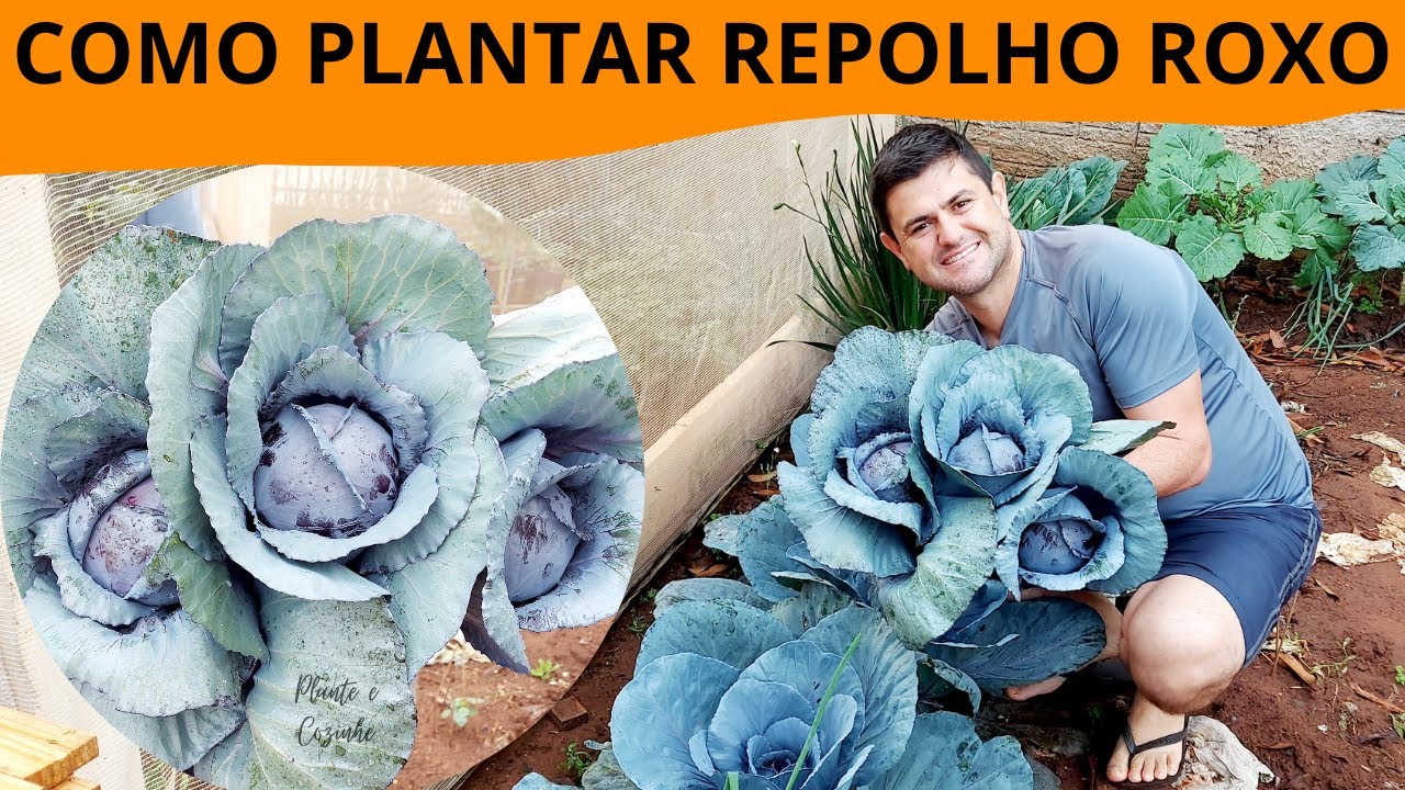 NUNCA mais ERRE ao PLANTAR REPOLHO ROXO. Dicas de PLANTIO, TRATOS e CUIDADOS na HORTA