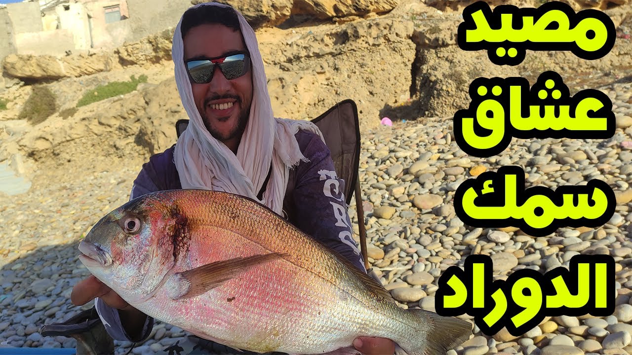 مصيد عشاق سمك الدوراد -زريقة-  ( la dorade royale )🔥🔥