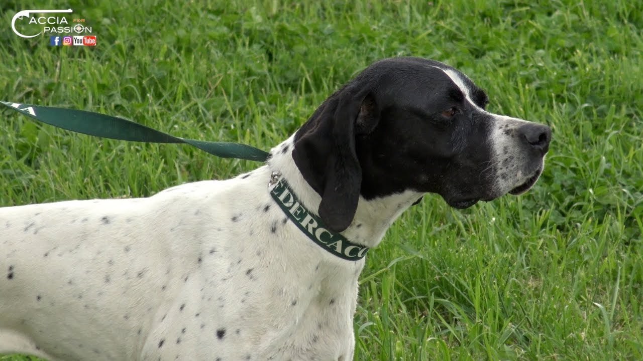 Cani da FERMA _ Gara Cinofila su Quaglie con ABBATTIMENTO _ EnalCaccia PG