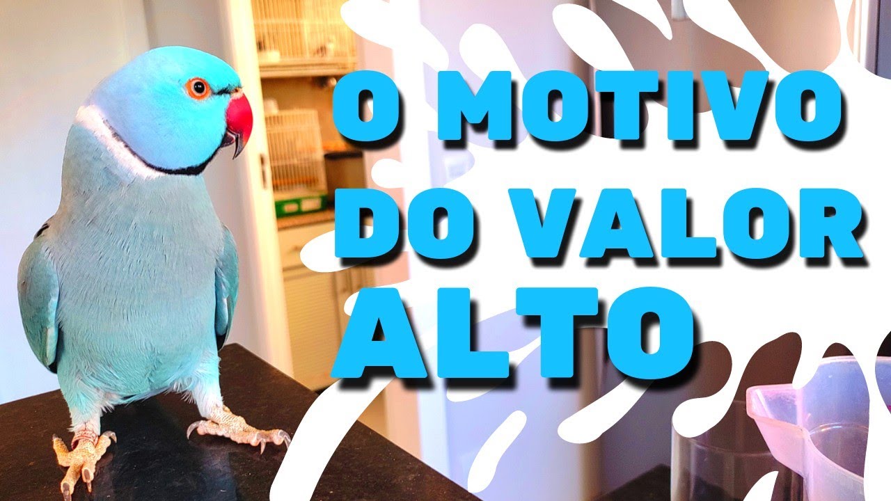 AVES CARA ? SAIBA O PQ O VALOR DE CADA AVE
