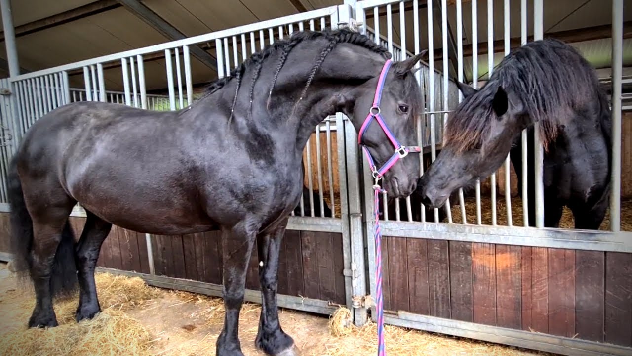 Cleaning horse hooves and more. Queen👑Uniek spa day part 4 | Friesian Horses