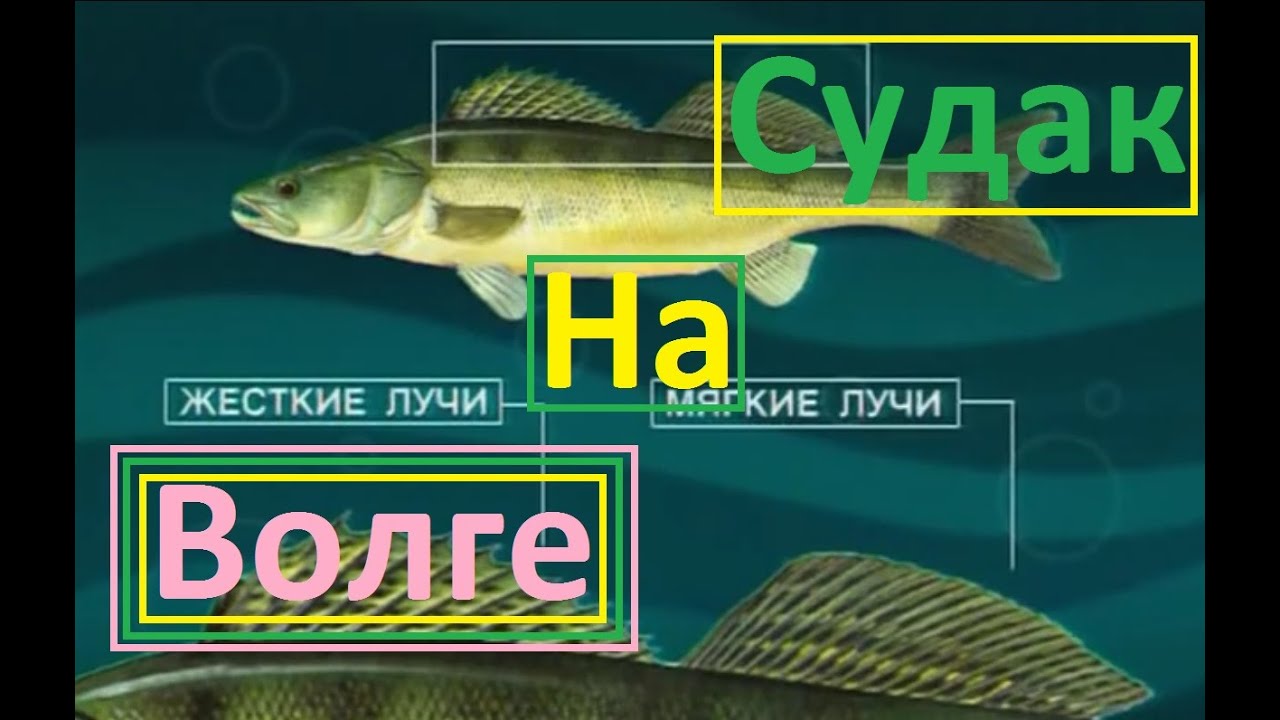 Диалоги о рыбалке - 8-  Едем ловить щуку и судака на Волгу.