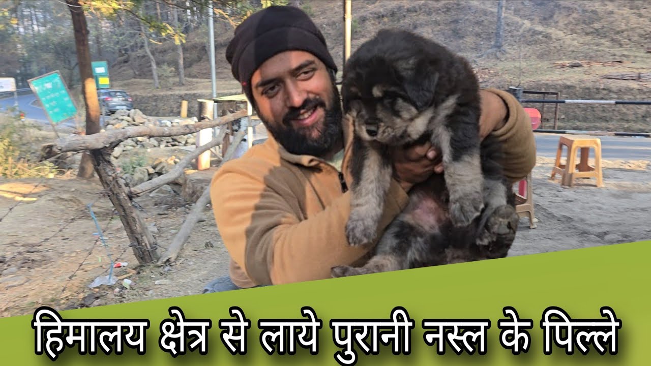 Finding an Old Line Bhotiya Dog Puppy Himalayan region bhotiya dog puppy For sale Uttarakhand Wale