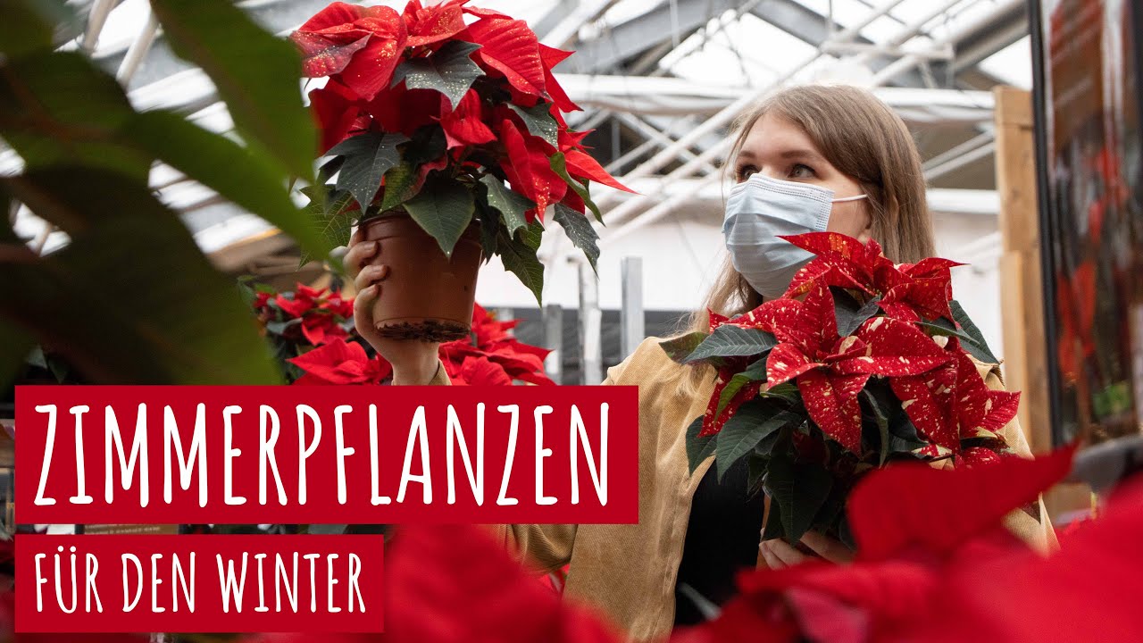 3 schöne Zimmerpflanzen für den Winter – Expedition in die Florawelt Dorsten (Weihnachtsstern & Co)