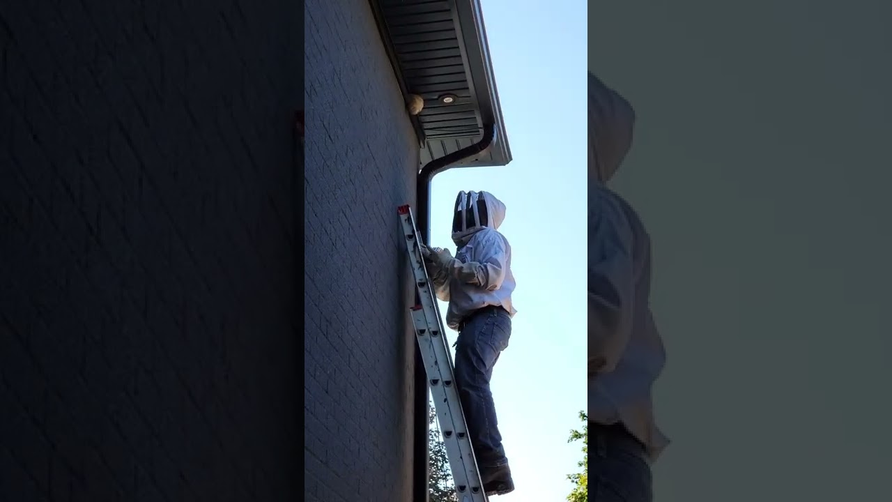 Professional wasp removal from Power Pest Control #ilovemyjob ,#waspremoval, #pestcontroltoronto