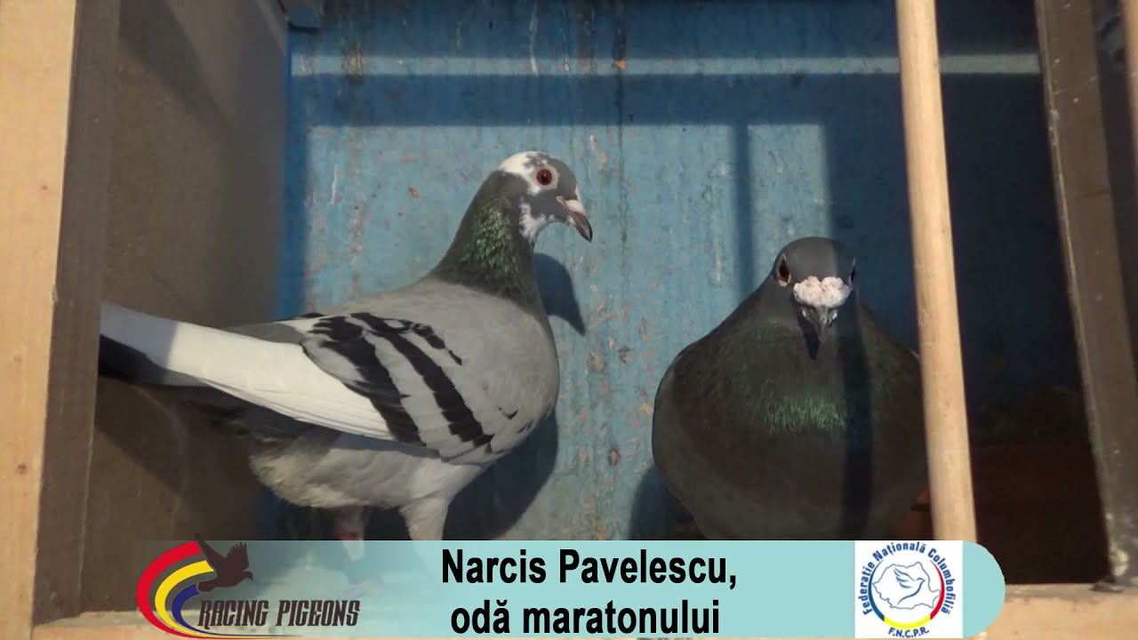 Narcis Pavelescu, oda maratonului