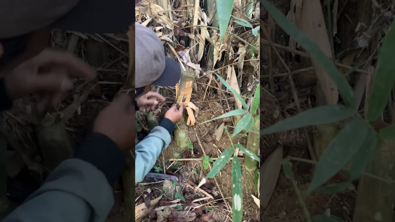Misteri bambu pethuk yang menyimpan keris pusaka kuno#mistis #trendingshorts #bambupethuk