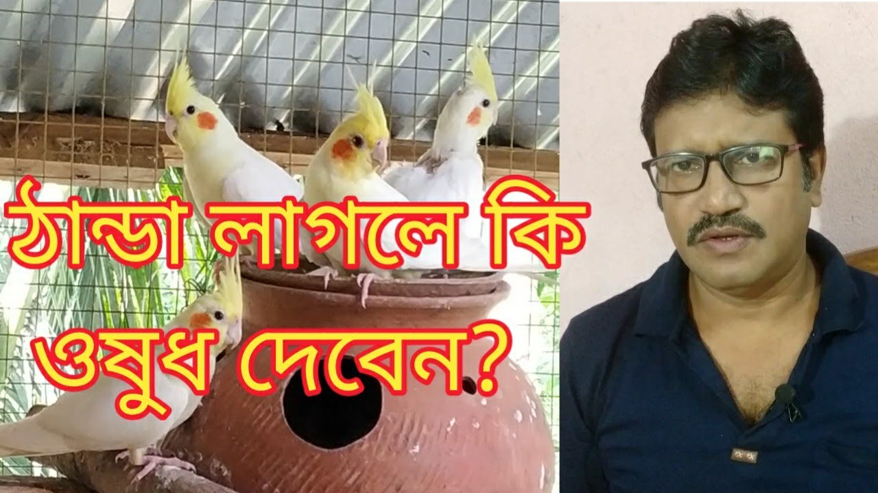 পাখির ঠান্ডা লাগার প্রতিকার || Treatment of cold for birds || পাখির ঠান্ডা লাগলে করণীয় ||