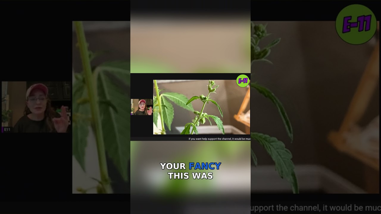 The Fascinating Journey of Growing Hemp! #kratky #hydroponics  #gardening #hemp  #garden