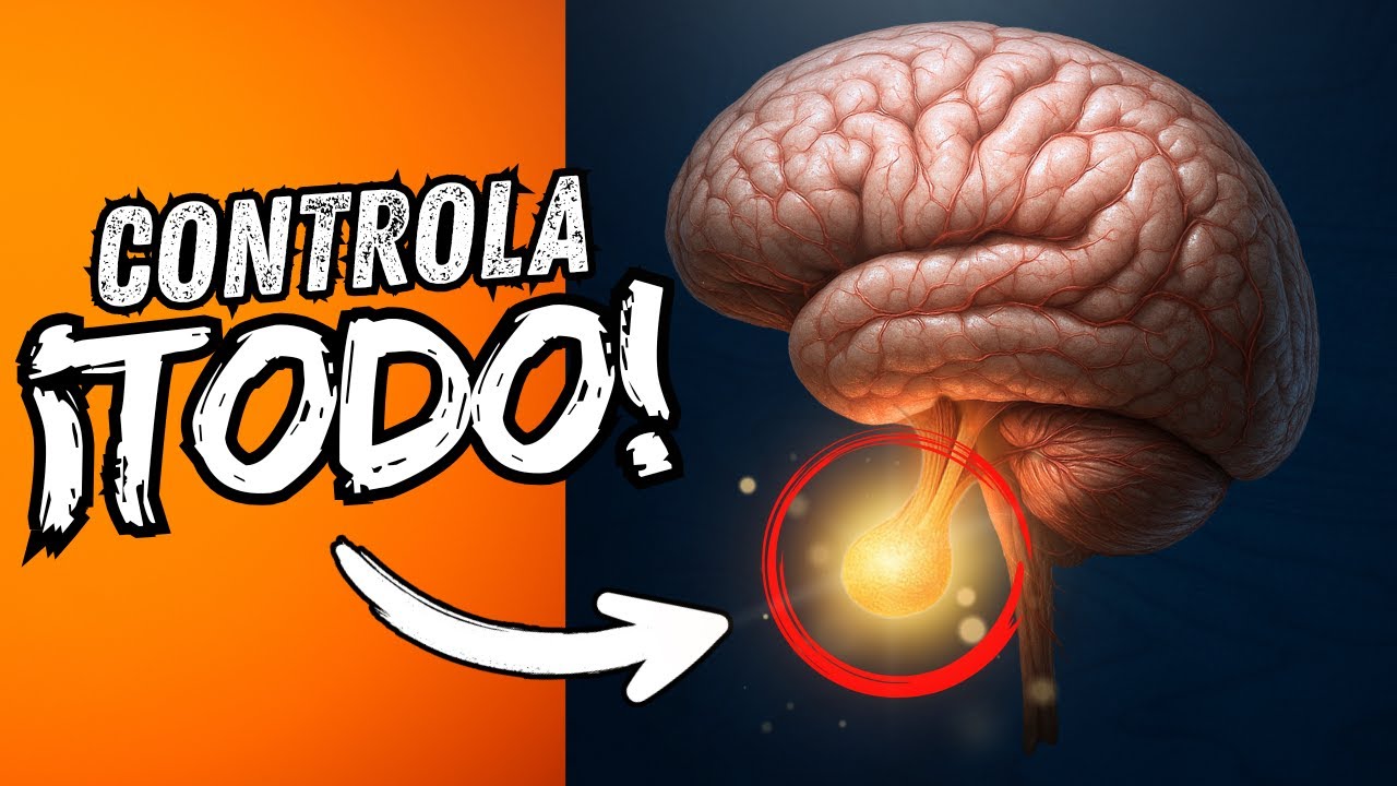 La Hipófisis: ¿La Glándula Más Importante Del Cuerpo? 🧠