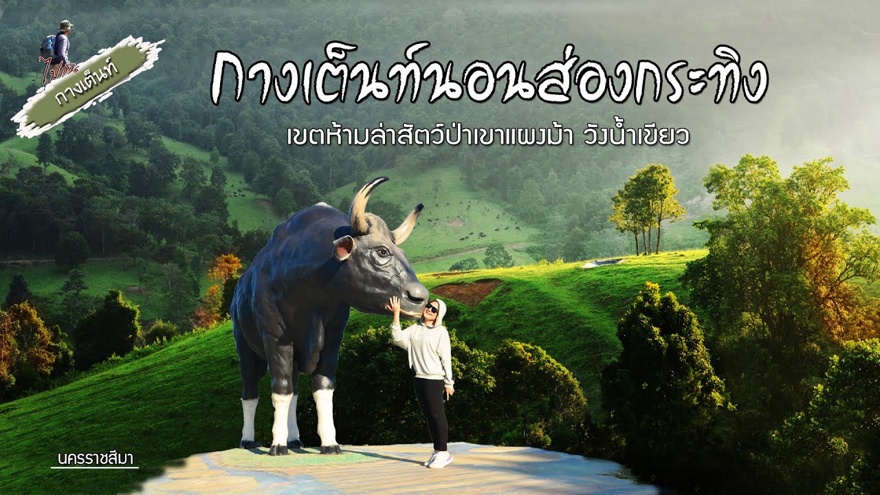 จุดสกัดเขาสูง เขตห้ามล่าสัตว์ป่าเขาแผงม้า วังน้ำเขียว กางเต็นท์ส่องกระทิงป่าฝูงใหญ่