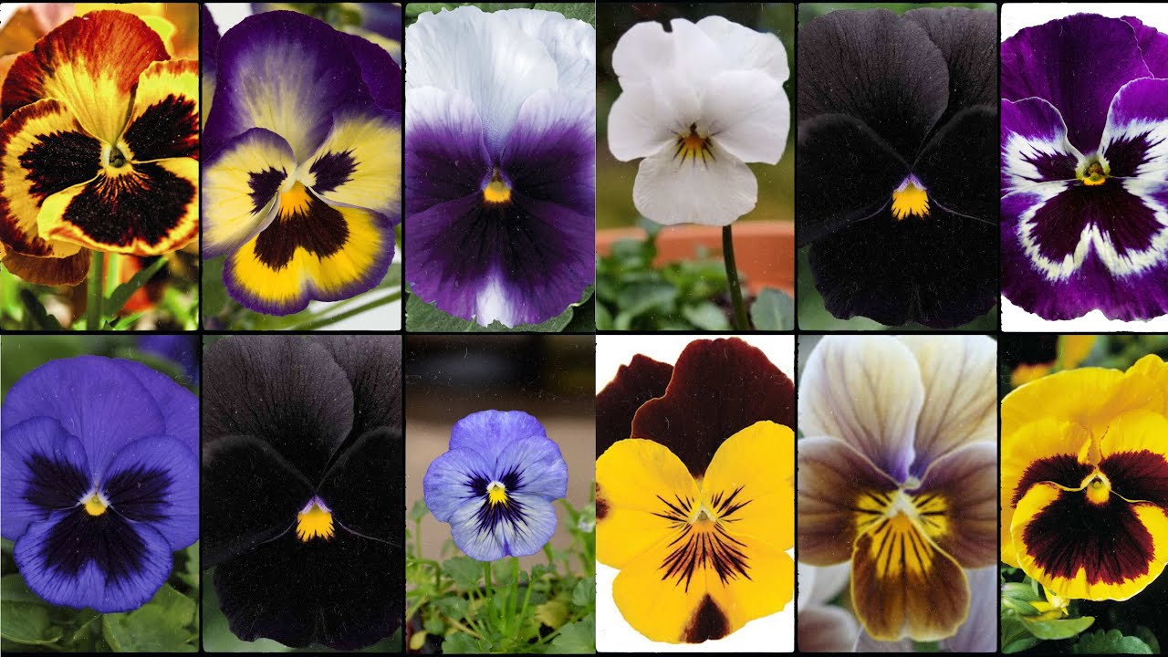 PANSY FLOWER VARIETIES - Plants Weekly