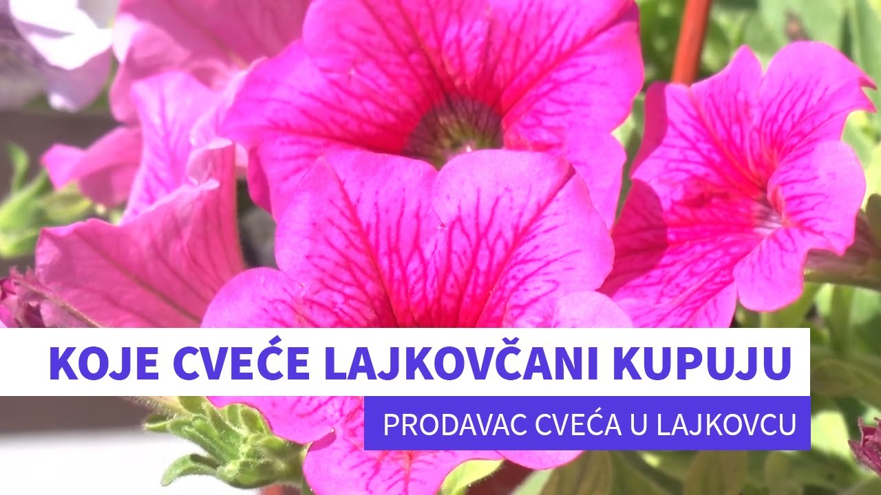 LAJKOVAC- Vreme je za cveće, proizvodnja cveća Tejić iz Jabučja