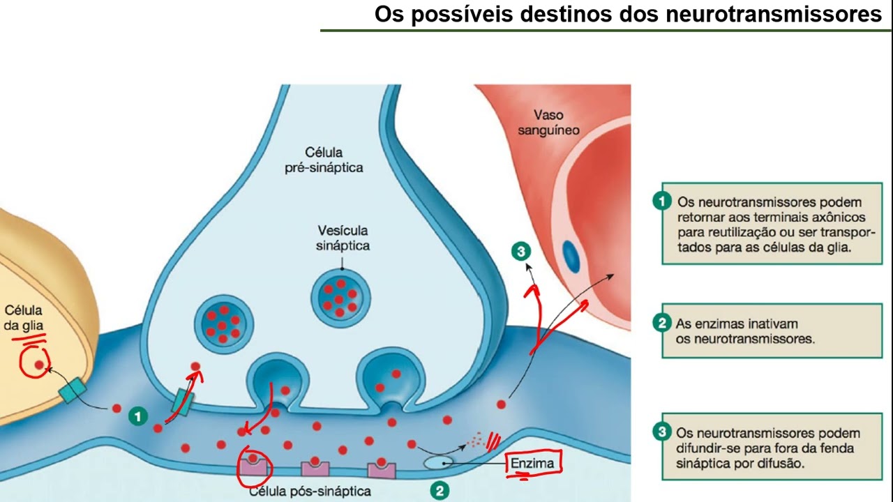Sinapse qu&iacute;mica