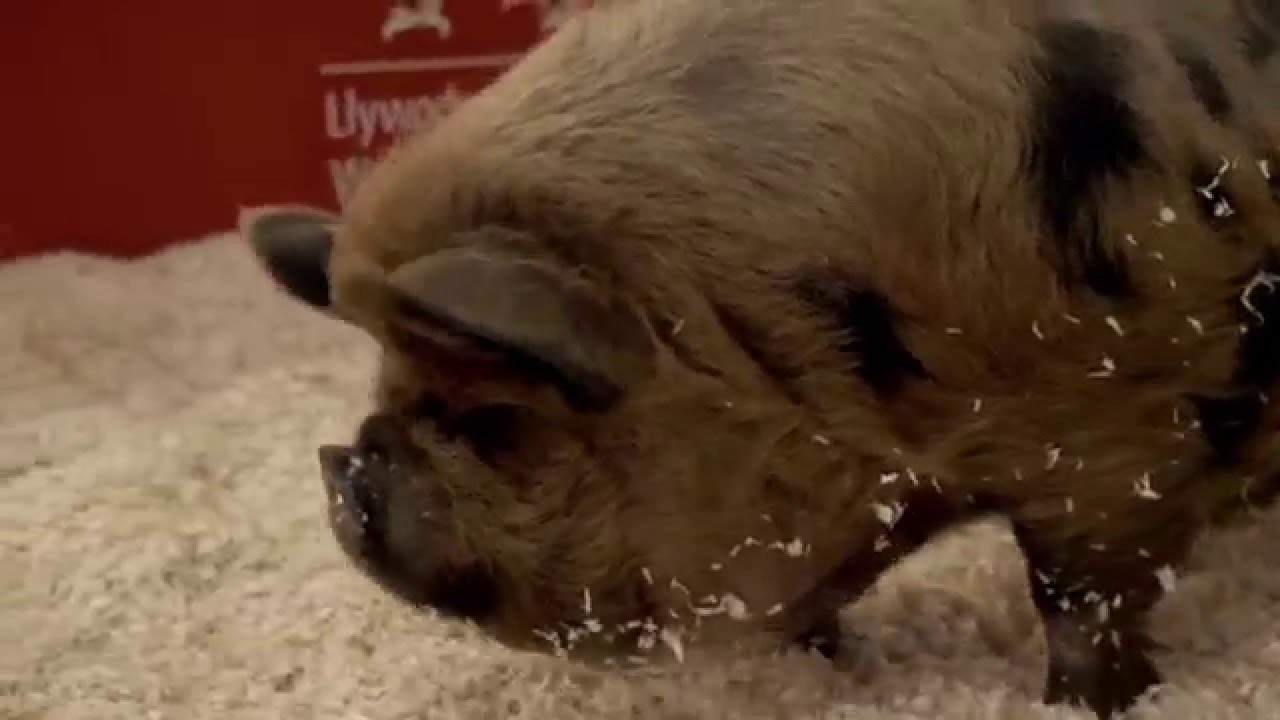 How to show and judge a kunekune pig