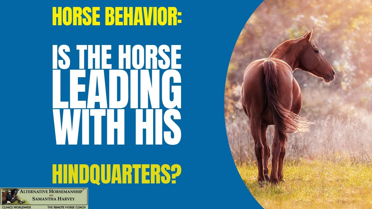 Horse Training 101: Addressing Leading Hindquarters & Defensive Behavior!