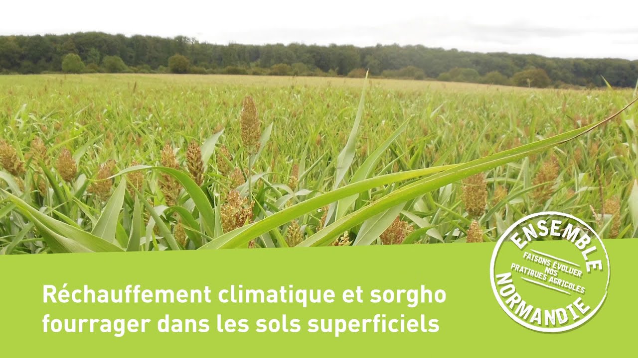 Réchauffement climatique et sorgho fourrager dans les sols superficiels