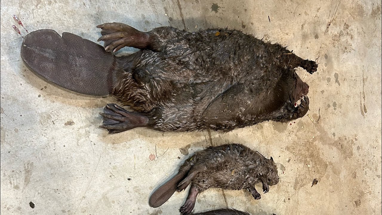 Micro beaver trapping  (new pb) 2025-26 ep 8