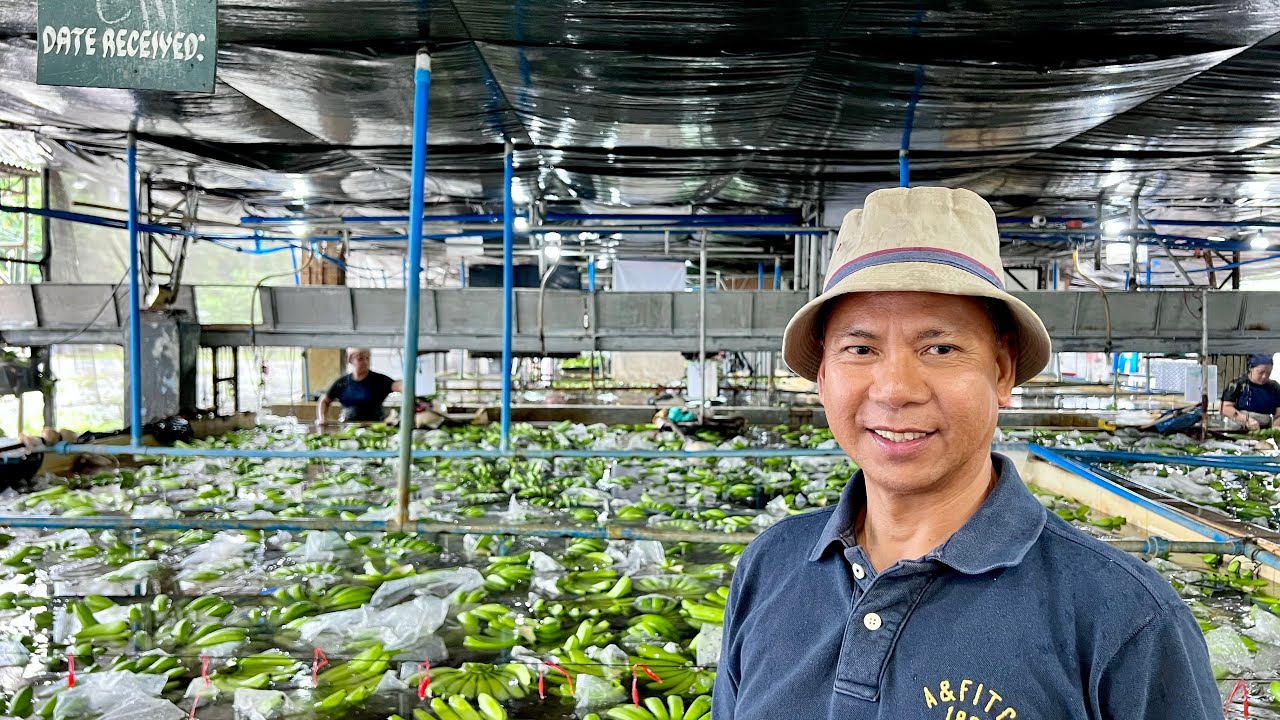 Banana farming for export: How are bananas packaged for export?
