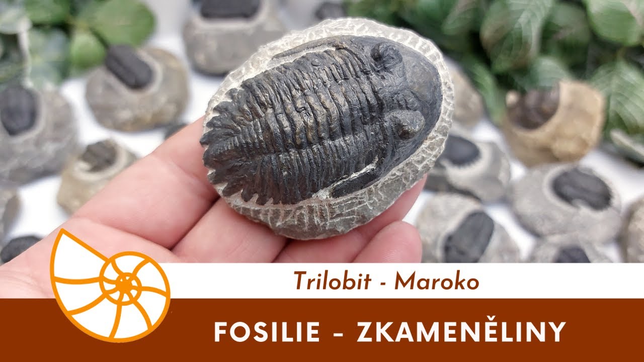 Trilobit - Maroko #trilobit #trilobite #trilobites #zkameneliny #fosilie #fossils