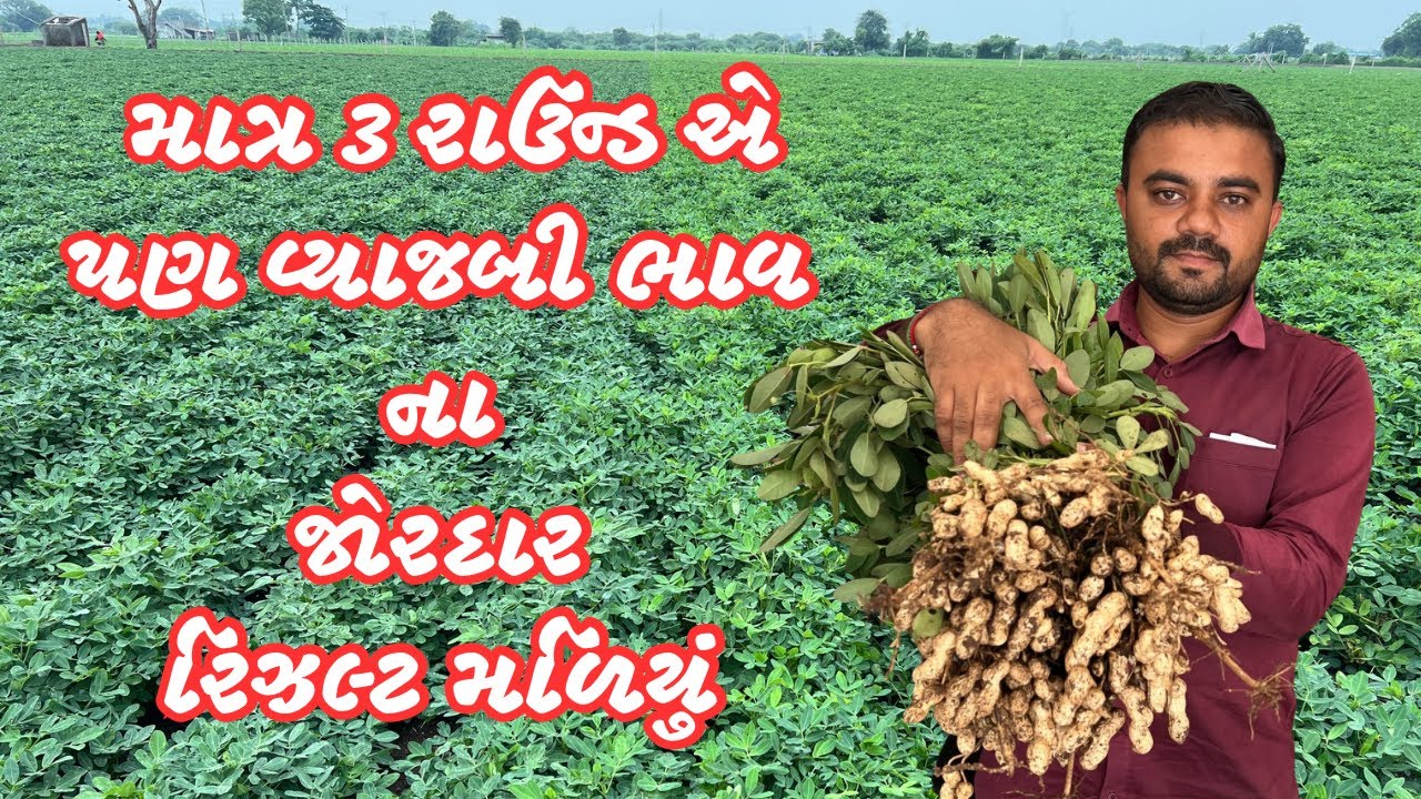 વ્યાજબી ભાવ ની દવા થી મગફળી માં મળેલ પરિણામ 