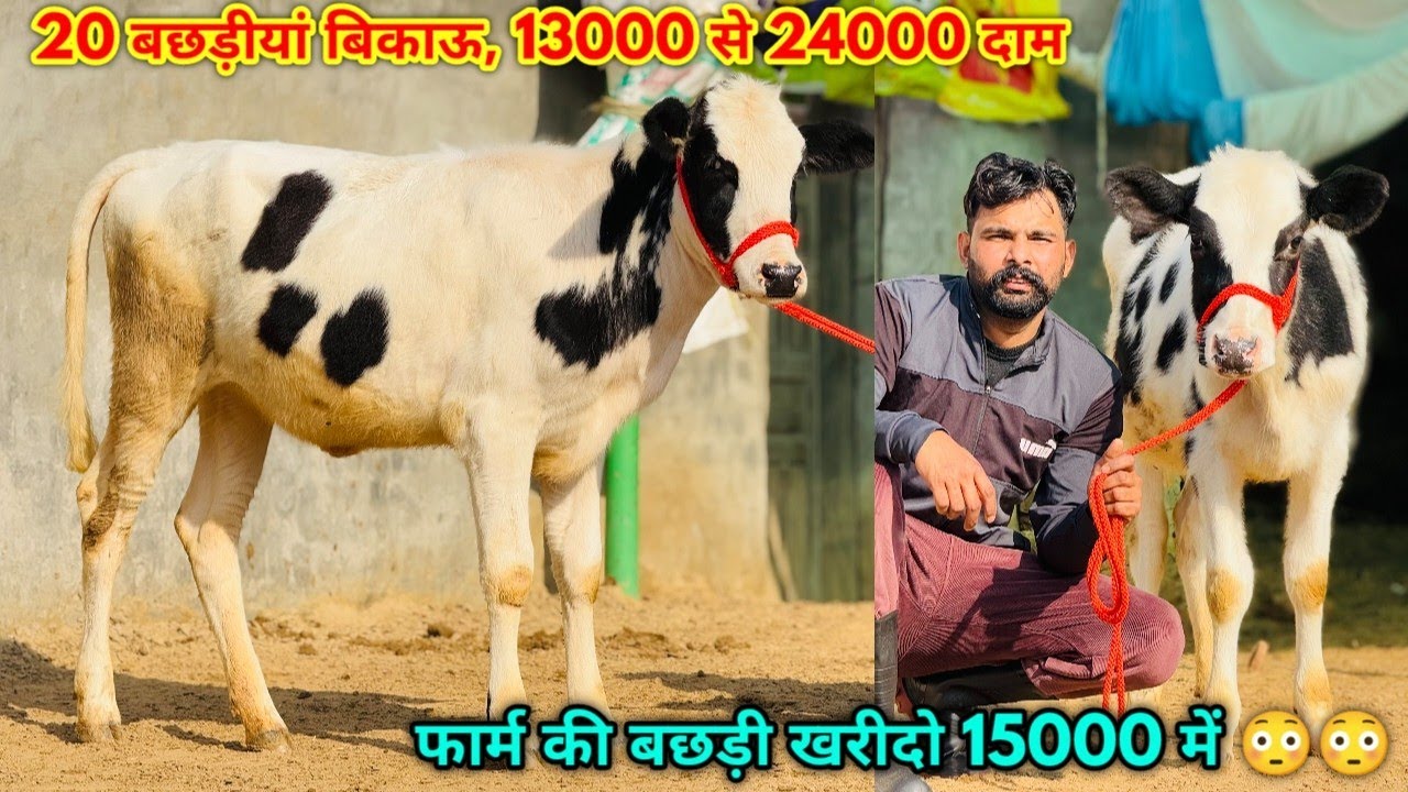 13000 से दाम शुरू, 15000 में फार्म की बछड़ीयां, Lowest price Heifers for sale in Punjab