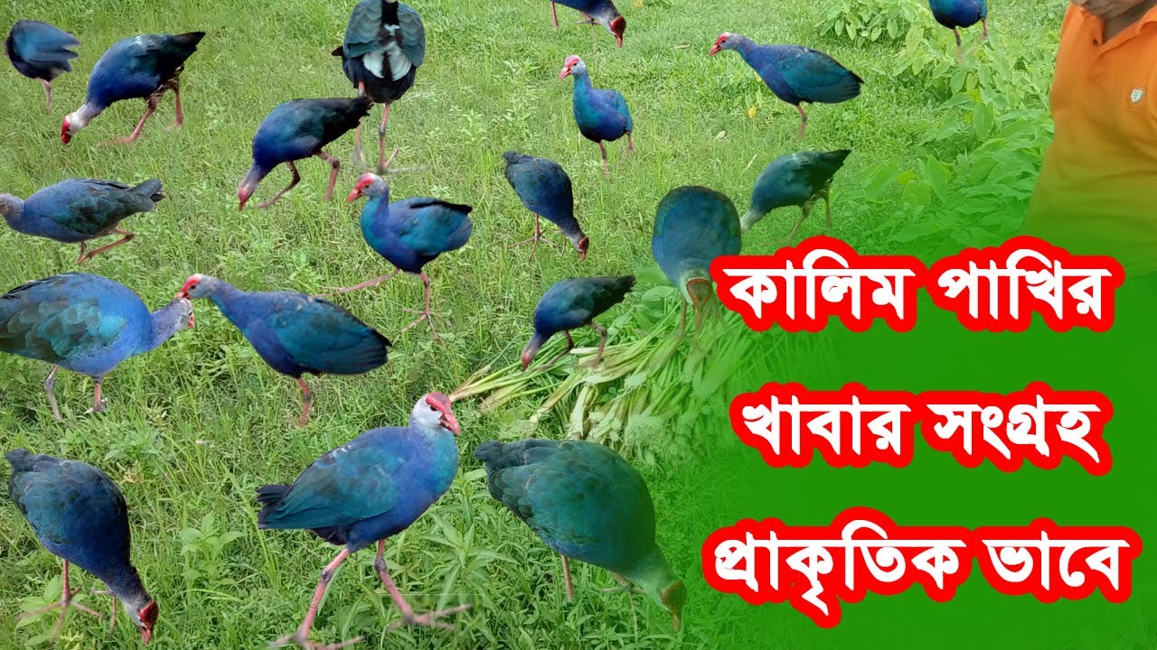 কালিম পাখির খাবার সংগ্রহ। কালিম পাখি। কালিম পাখির খামার। Kalim Pakhi।Kalim Pakhir Khamar। Kalim bird
