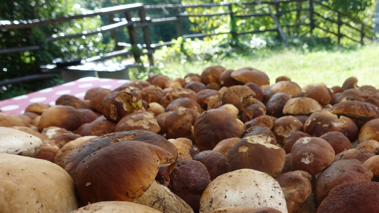 Vi racconto una favola - funghi porcini settembre 2024