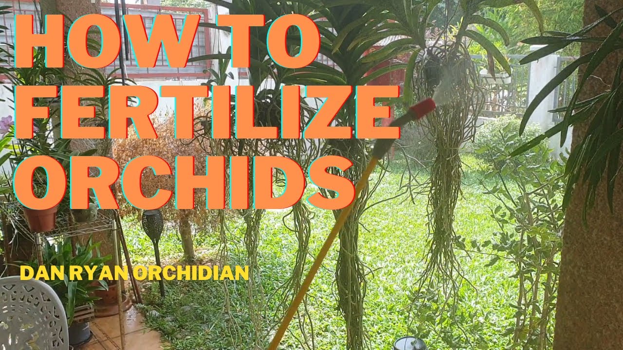 How to Fertilize Orchids