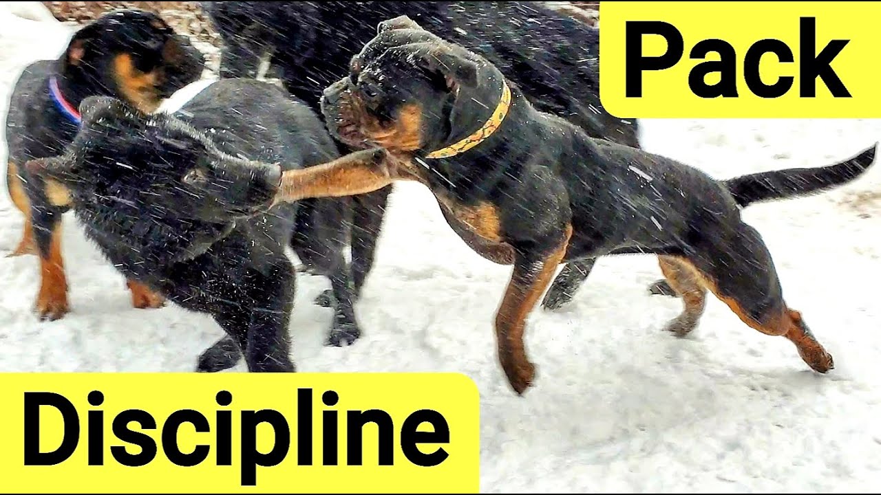 Alpha Dog Disciplines Pack for Playing too Rough with Pups