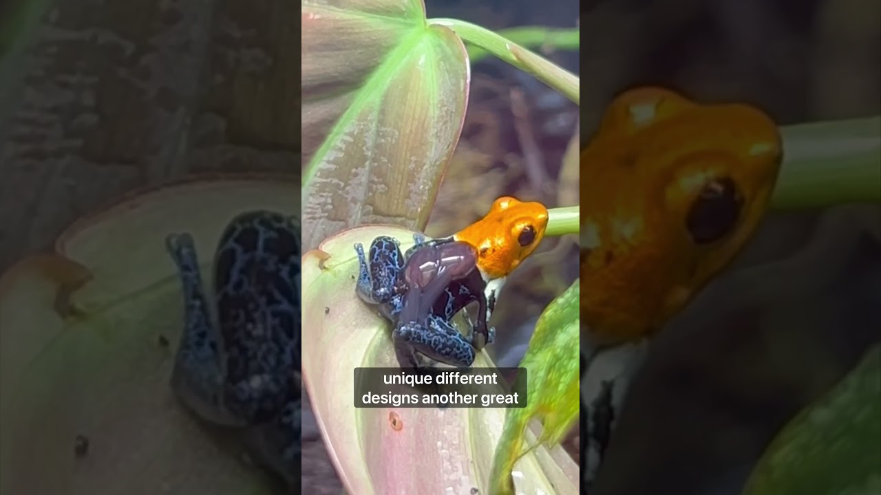My 3 favorite animals for Bioactive enclosures! #fyp #youtubeshorts #terrarium
