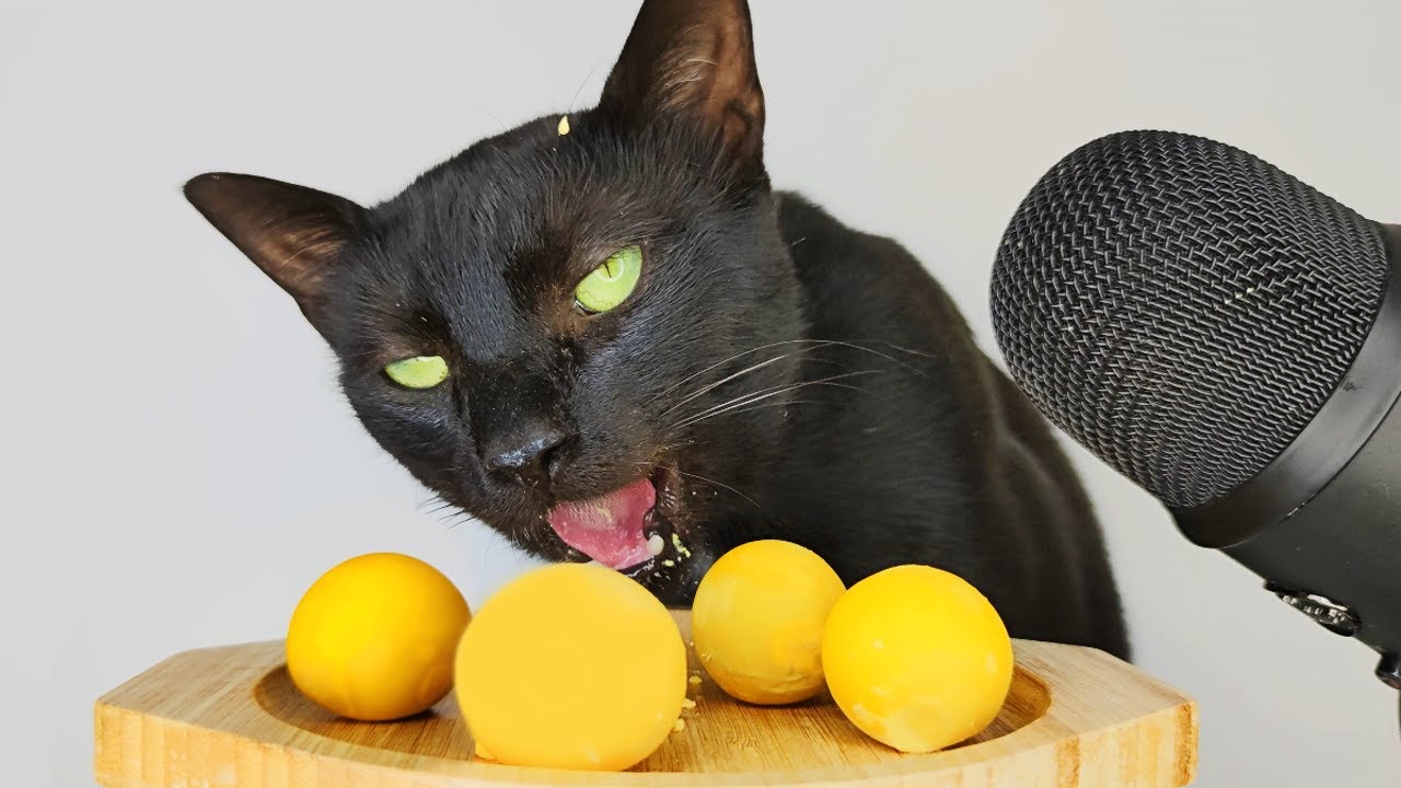 Cat Eating Boiled Egg Yolk ASMR
