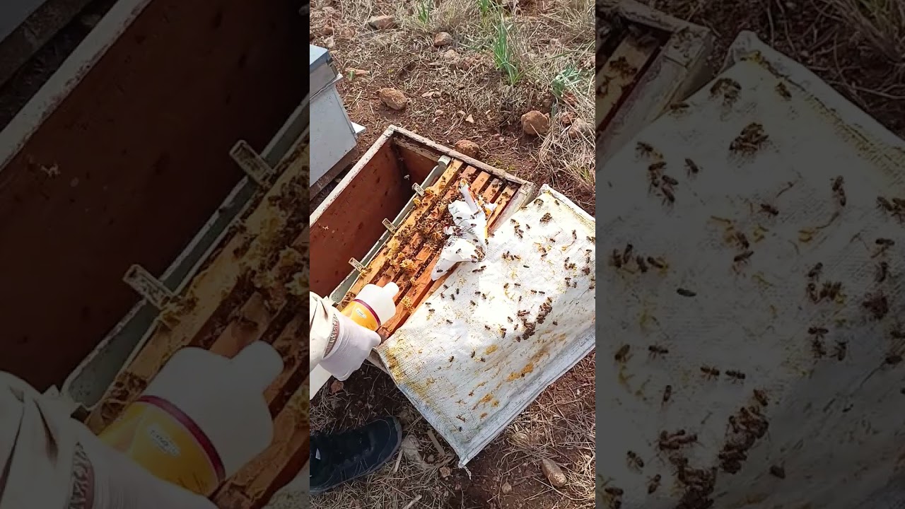 03.02.2026 Adana Kozan oksalit asit damlatma #adana #arıcılık #arı #bee #kozan 