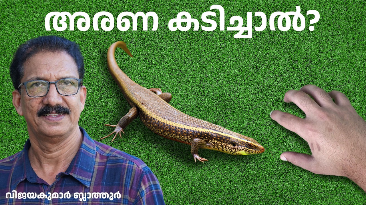 അരണക്കാര്യം  Skink - neither poisonous nor venomous അരണ വിഷം #animals #skink #facts #educational