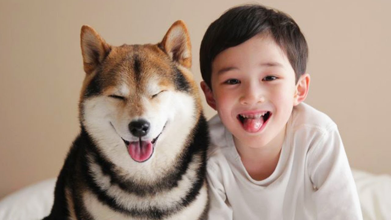Cute is Not Enough - Funny Cats and Dogs Compilation #175