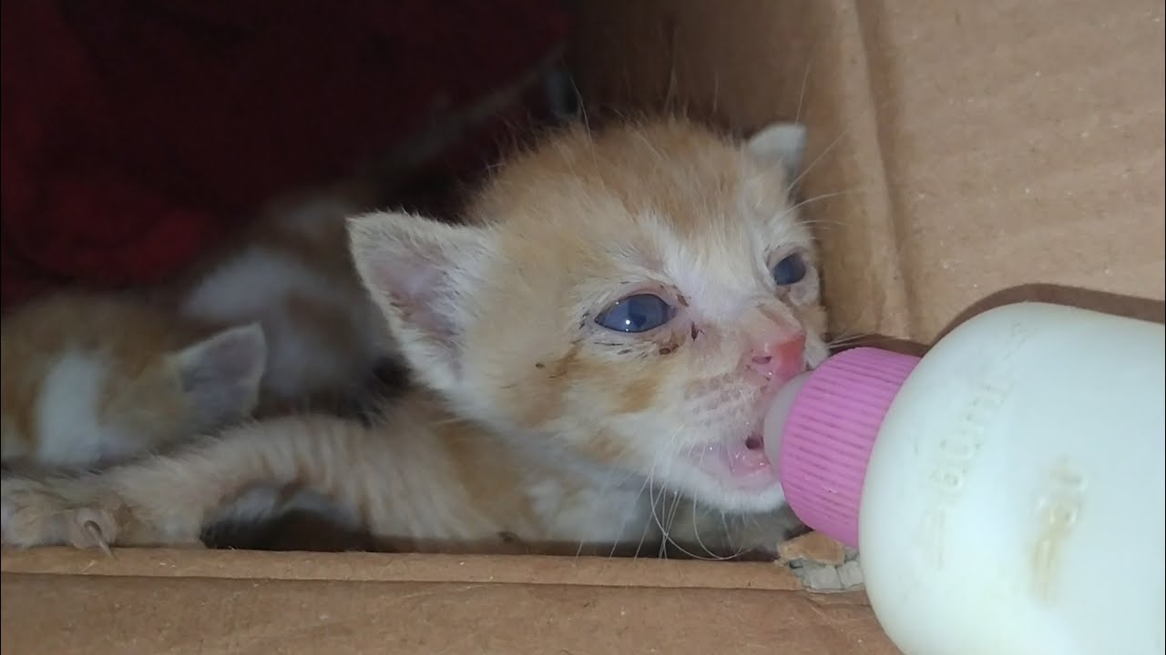 Rescue Kitten found Nursing Mother His Brother Still Waiting For Forever Home 