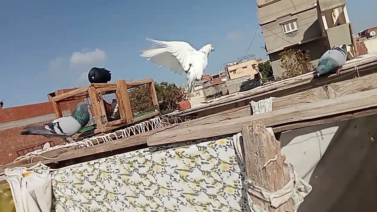 تفتيح الحمام وفرج على الحمام 🕊️
