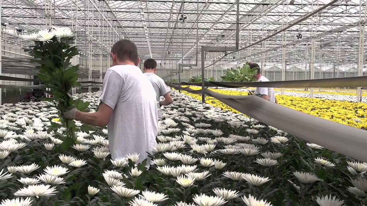 J&A Flowers