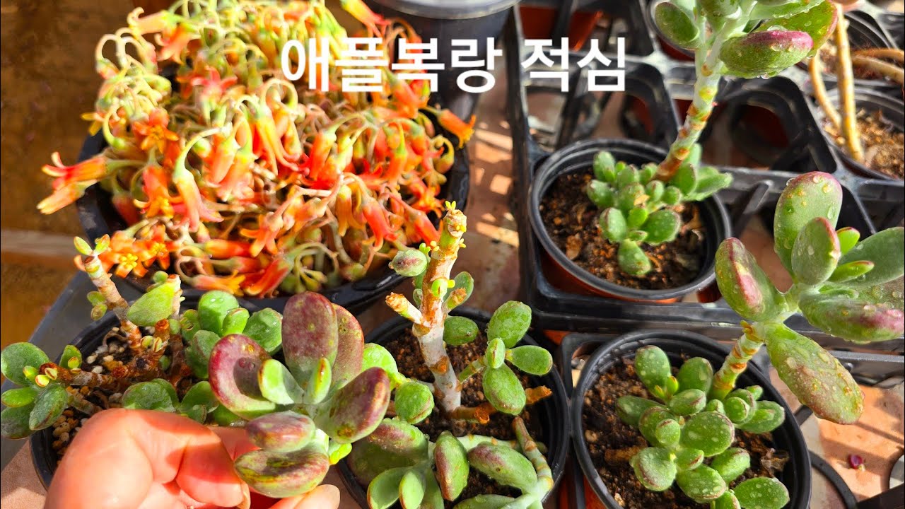 본격적인 장마가 시작되네요~#애플복랑 적심해서 소복하게키우기//장마철 앞두고 살균제도포 #반그늘에두고 소인제복륜금 키워요