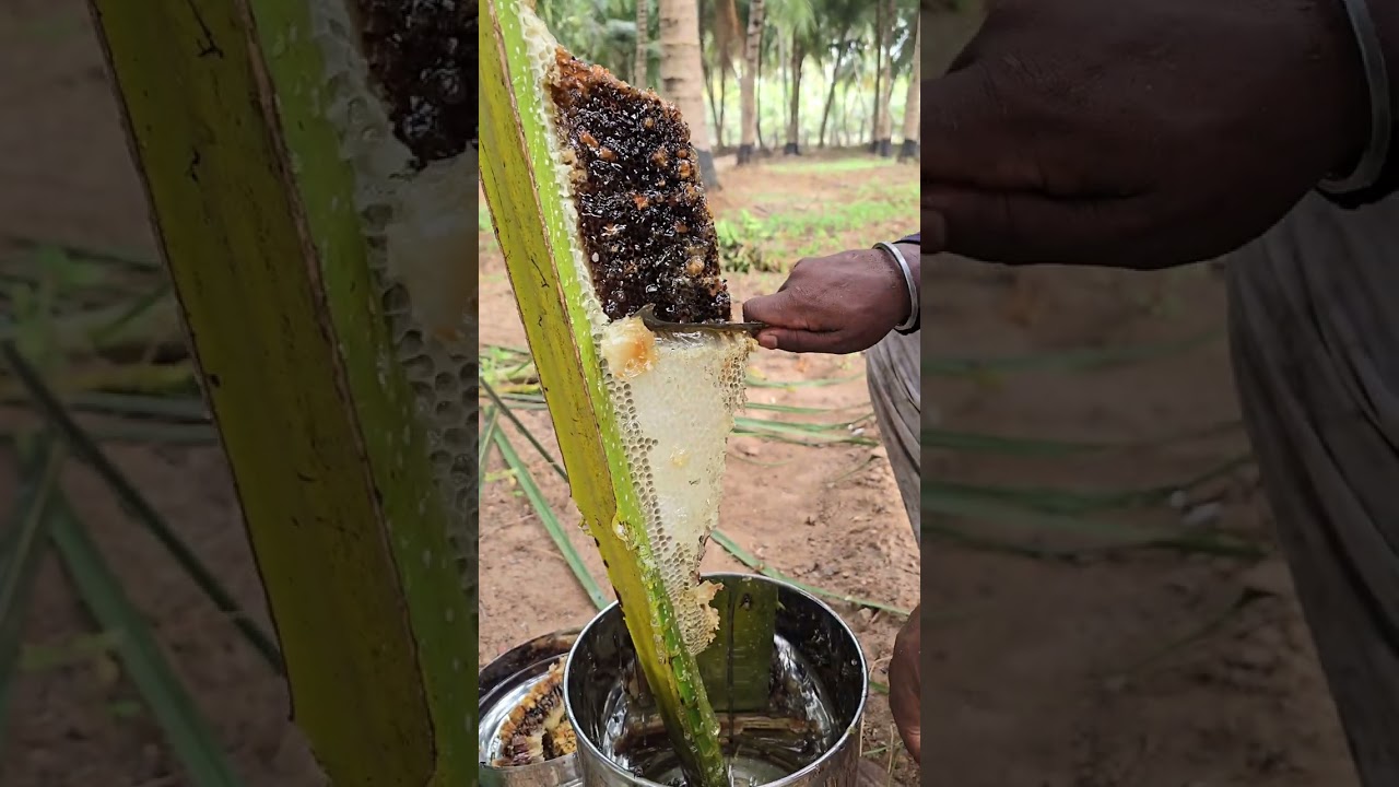 அதிகாலையில் தென்னை மரத்தில் தேன் வேட்டை ✅️🥰🐝