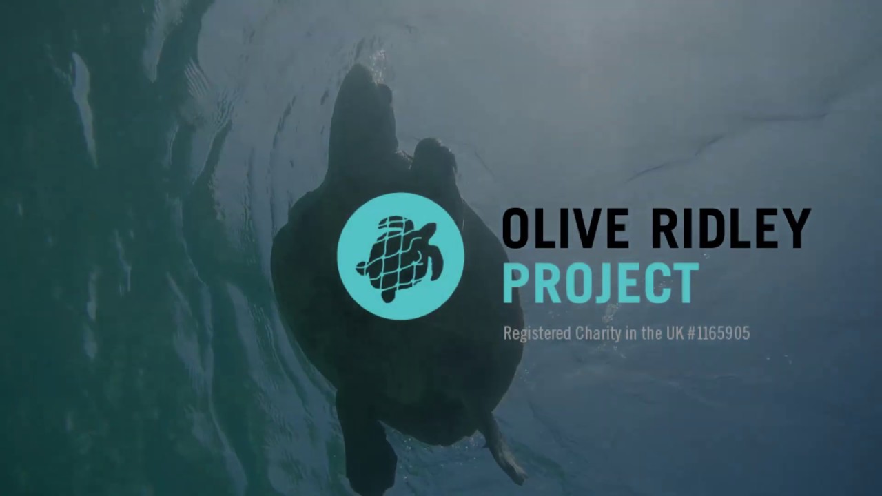Turtle Rescue by Olive Ridley Project Expedition Team, Maldives 2019