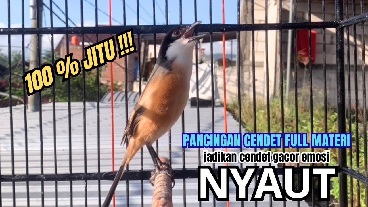 cendet gacor BONGKAR EMOSI paling JITU PANCINGAN CENDET AGAR BUNYI bikin BURUNG PENTET GACOR NYAUT