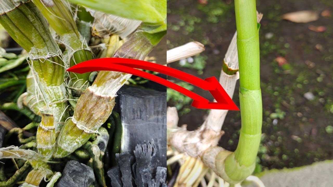 ANGGREK KERIPUT!!! JANGAN KHAWATIR. 