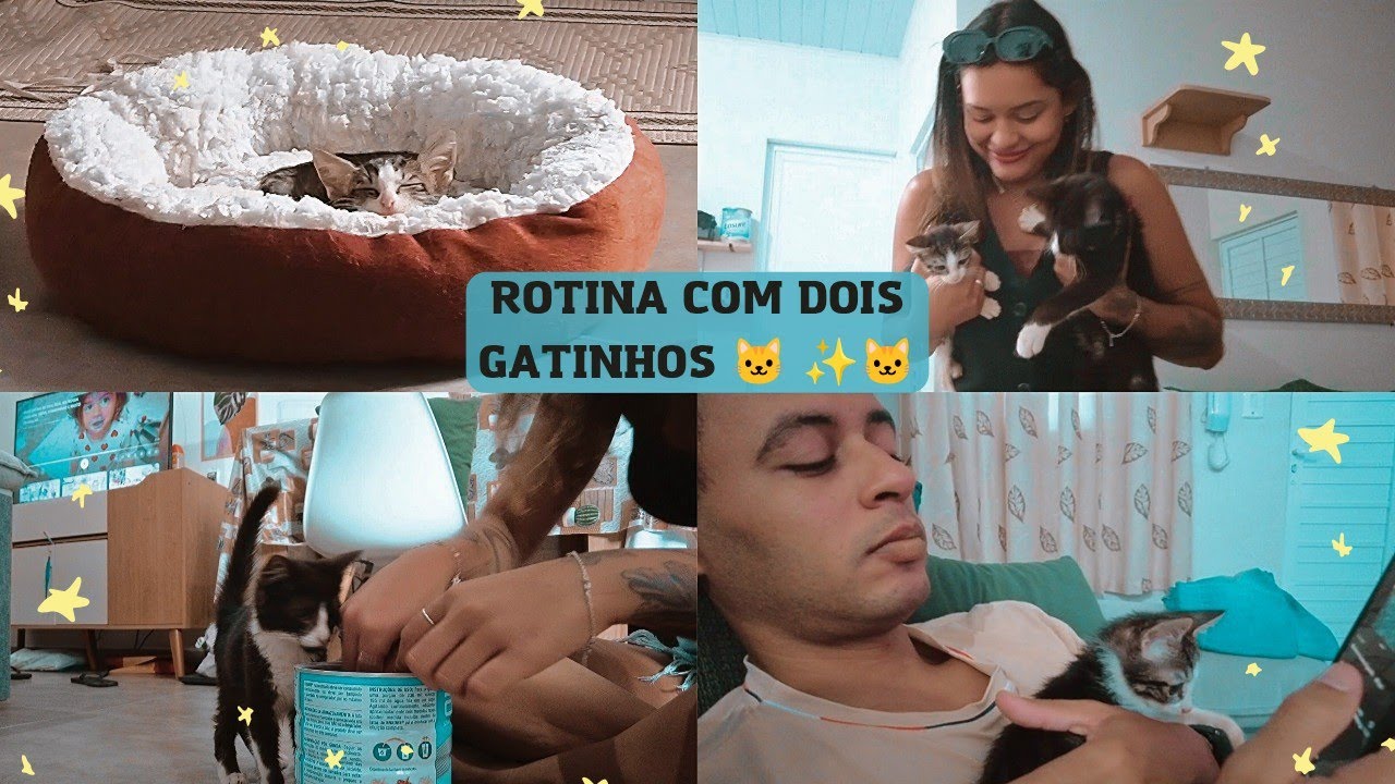 vlog: OS GATINHOS JÁ ESTÃO SE DANDO BEM, COMPRAS PARA CASA E O DENGO ESTÁ NOS PREOCUPANDO...🥲
