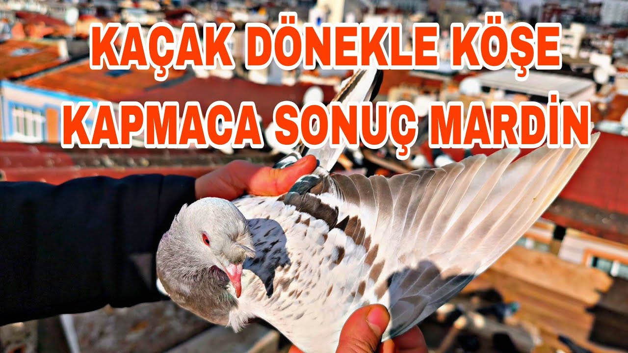 KAÇAK DÖNEKLE KÖŞE KAPMACA SONUÇ MARDİN KAÇAN BALİK BÜYÜKTÜ