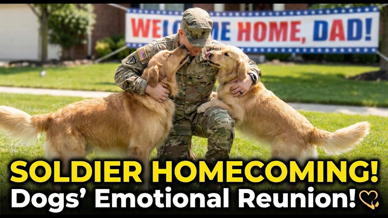 Heartwarming Soldier Homecoming: Dogs Overjoyed to See Their Owners Again 🐾❤️