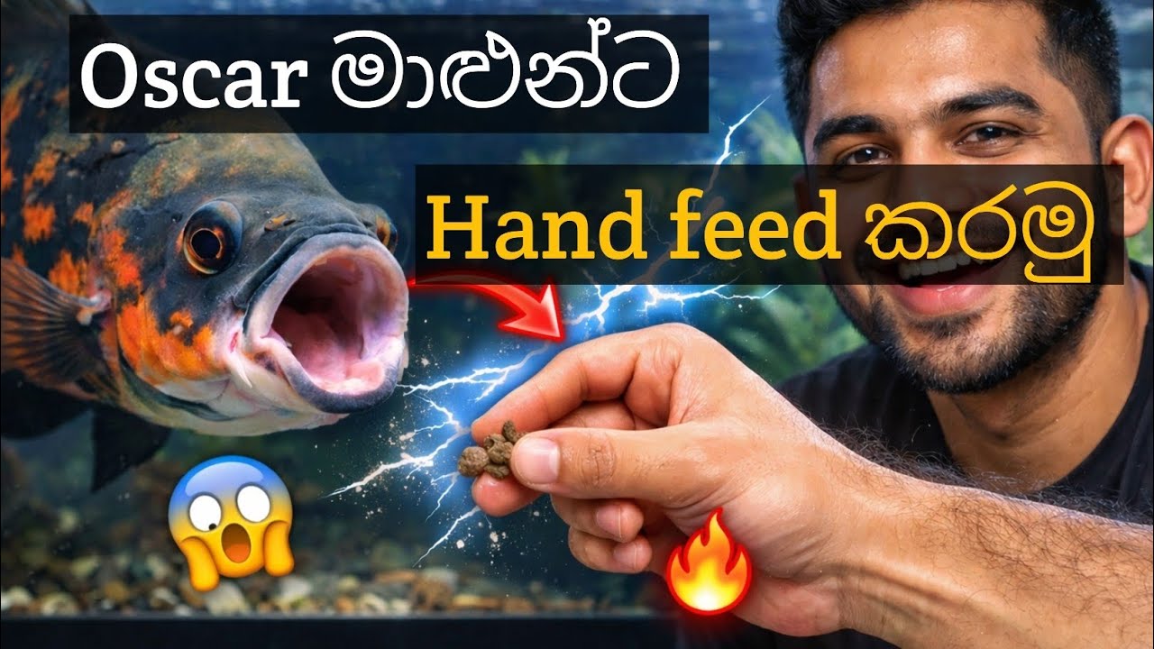 MONSTER මාළුන්ට feed කරමු || Handfeeding video  